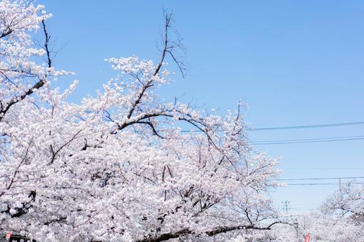 春の光に包まれる桜 春の光に包まれる桜 桜,さくら,サクラの写真素材
