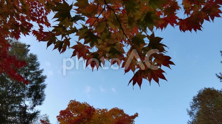 秋のフレーム もみじ,モミジ,紅葉の写真素材