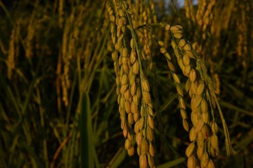 稲 田んぼ,稲,登熟の写真素材