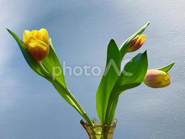 花瓶のチューリップ チューリップ,花,花びんの写真素材