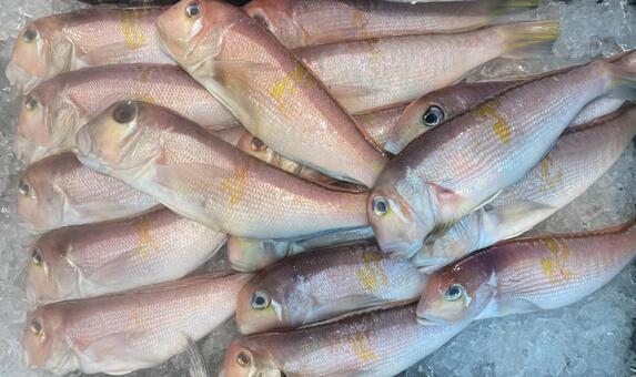 たくさんのアマダイ アマダイ,鯛,魚の写真素材