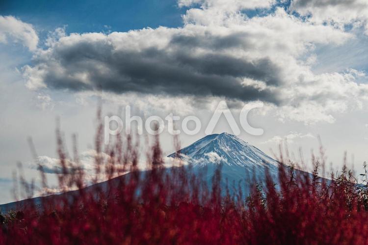 コキア・富士山 コキア,秋,空の写真素材