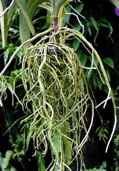 ランの生命線 熱帯ドリームセンター,ラン,自然の写真素材