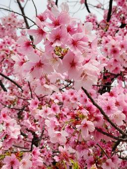 さくら 桜 さくら 桜 さくら,春,cherryblossomの写真素材