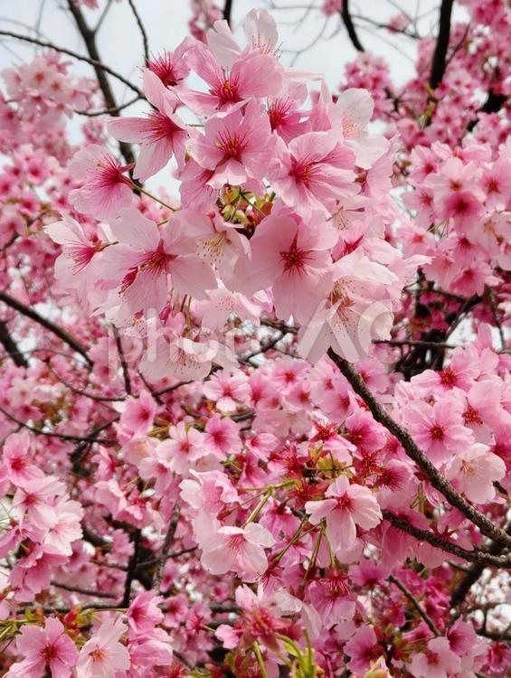 さくら　桜 さくら,春,cherryblossomの写真素材