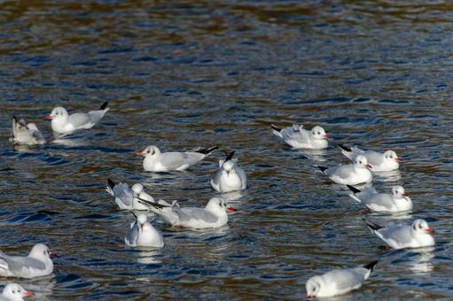 湖面を漂うユリカモメの群れ 湖面を漂うユリカモメの群れの写真