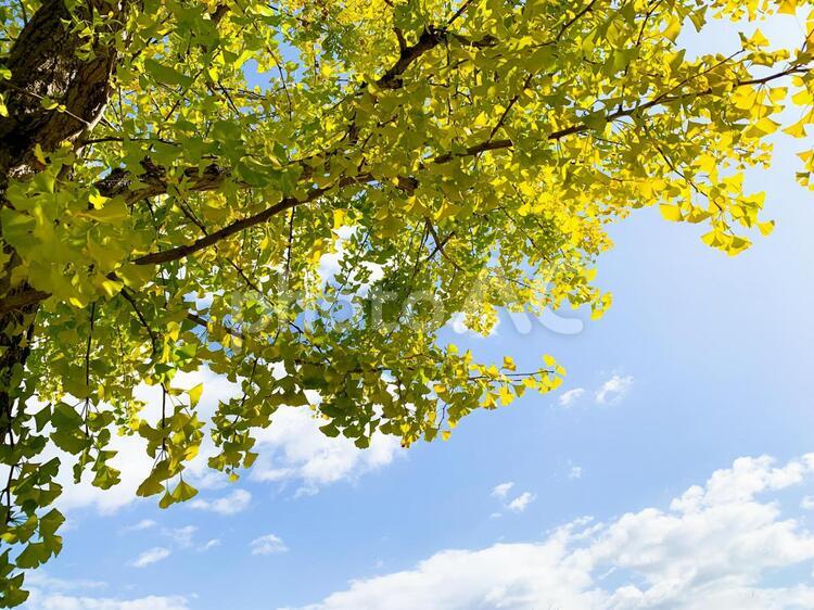 イチョウの木陰と秋の空 紅葉,秋空,秋イメージの写真素材