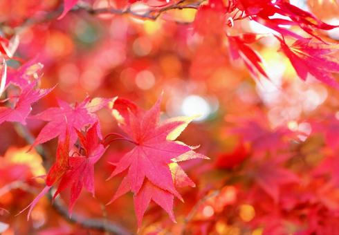 Autumn maple leaves frame background material, JPG