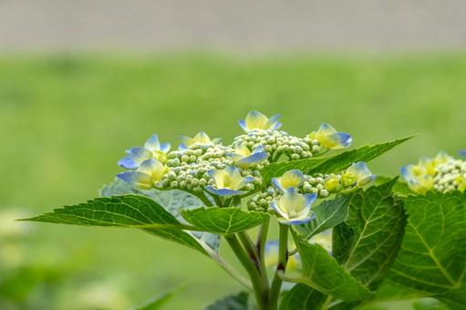 アジサイ アジサイ 紫陽花,あじさい,6月の写真素材