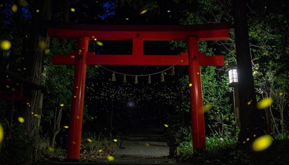 蛍と鳥居 蛍と鳥居の写真
