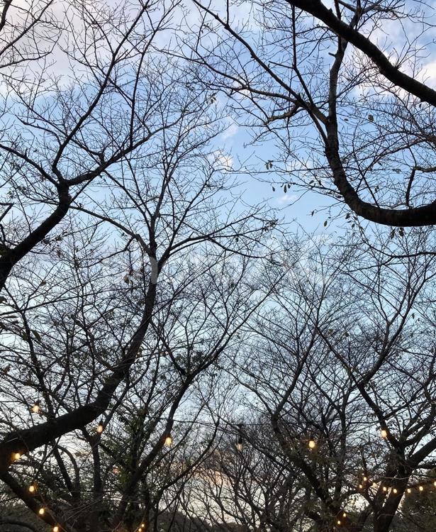 枯れ木と空 枯れ木,空,秋の写真素材