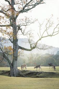 朝靄ににじむ枝ぶりと鹿の群れ 奈良,日本,鹿の写真素材
