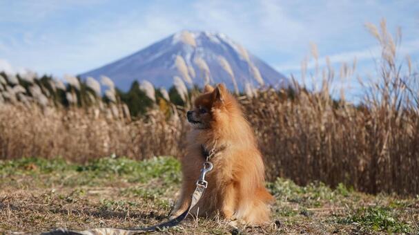 ポメラニアンとススキと富士山と ポメラニアン,ススキ,富士山の写真素材