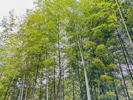竹林　竹藪 秋,公園,山の写真素材