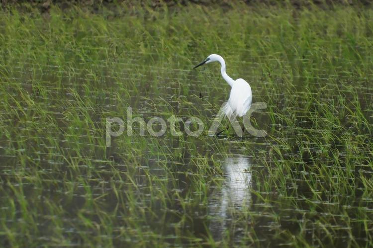 水田の水鏡に映る鷺 鷺,サギ,さぎの写真素材