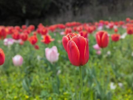 Tulips, JPG Tulips, JPG