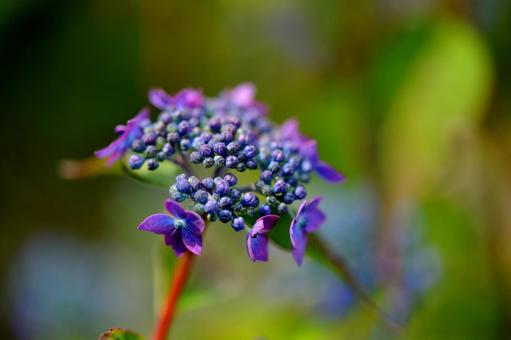 Photo, yamah hydrangea, sawas azai, hydrangeae, 