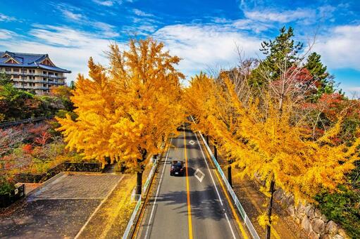 奈良県天理市の黄金のイチョウ並木 奈良,天理,イチョウの写真素材