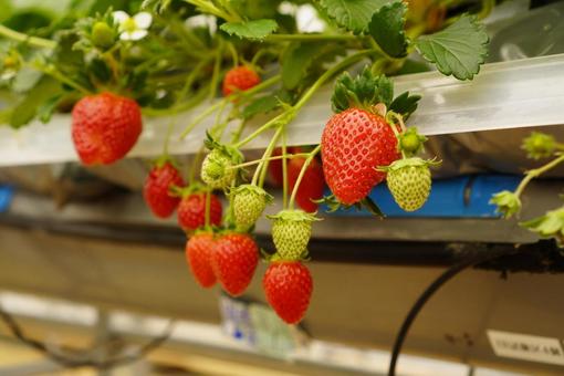 いちご イチゴの写真