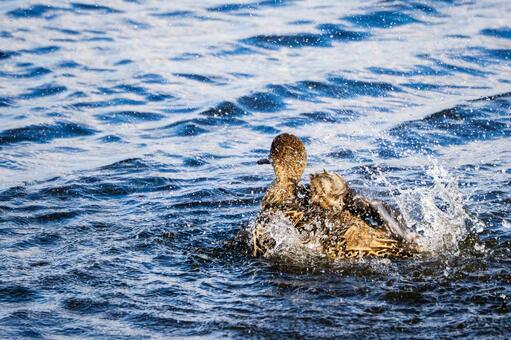 オナガガモの水浴び⑽ 鳥,カモ,オナガガモの写真素材