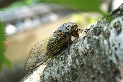 木にとまるクマゼミ3　セミ素材　風景 クマゼミ,蝉,虫取りの写真素材