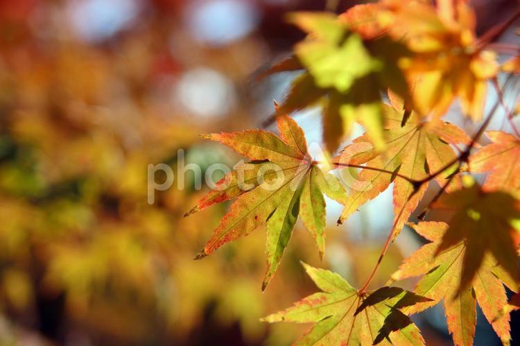 長崎の長崎公園のモミジ13 紅葉,秋,もみじの写真素材