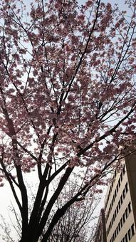 桜とビル 桜とビルの写真
