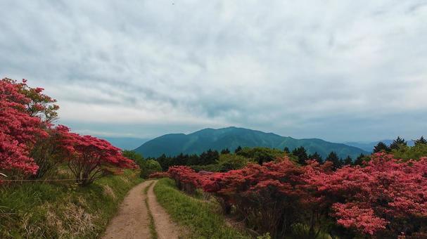 Mount Kongo towering above the azaleas, JPG