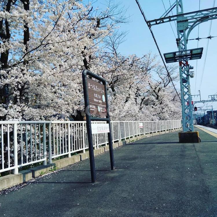 松尾大社駅周辺　桜 桜,川,満開の写真素材