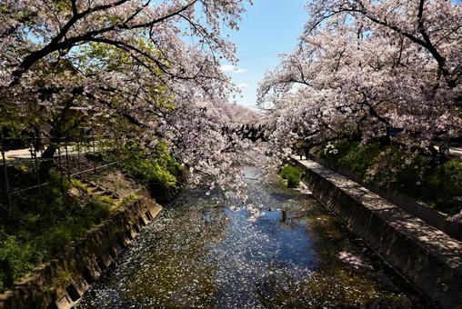 川沿いの桜と花筏 川沿いの桜と花筏の写真