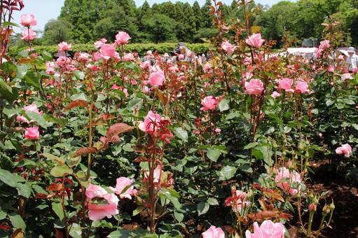 バラ・薔薇 クイーンエリザベス バラ・薔薇 クイーンエリザベス バラ,クイーンエリザベス,咲く風景の写真素材