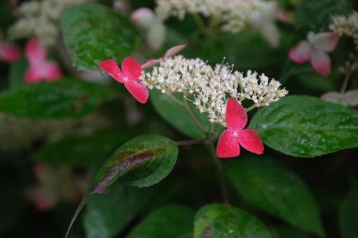 紫陽花 紫陽花の写真