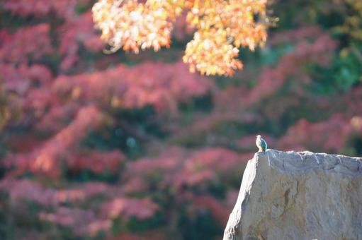 カワセミ カワセミ,翡翠,池の写真素材