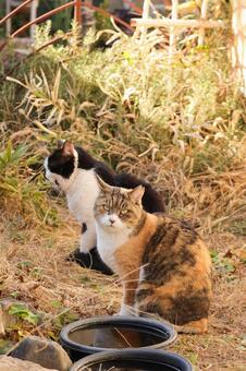 三毛猫と白黒猫 猫,野良猫,三毛猫の写真素材
