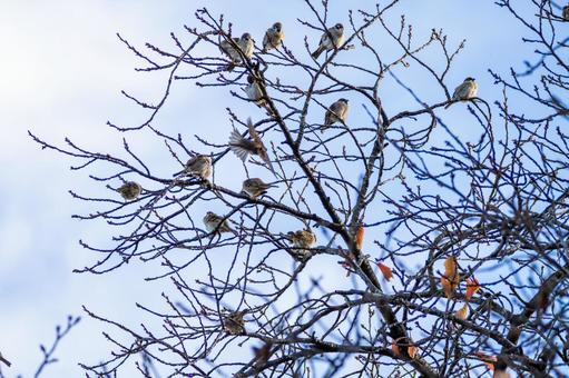 スズメの若鳥(69) 鳥,スズメ,若鳥の写真素材