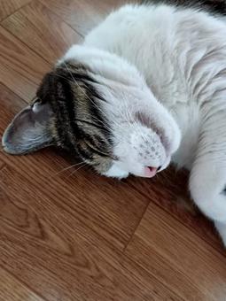 寝る猫 寝る猫の写真