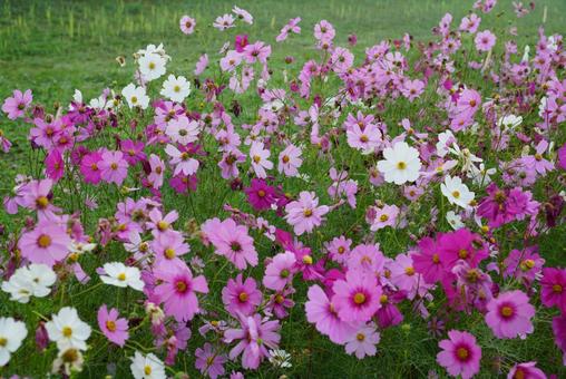 コスモス コスモス,秋,花の写真素材