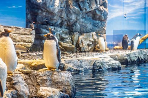可愛らしいペンギン 可愛らしいペンギン ペンギン,水族館,綺麗の写真素材