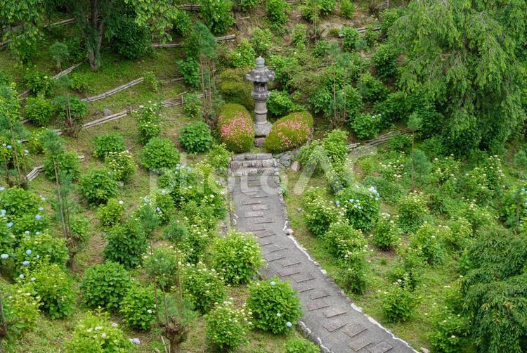 善峯寺のアジサイ 6月,初夏,梅雨の写真素材