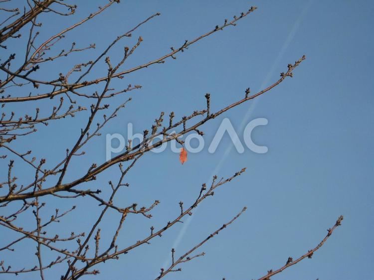 一枚だけ残った葉 木,葉,紅葉の写真素材