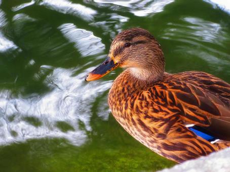 カモ カモ カモ,鳥,鳥類の写真素材