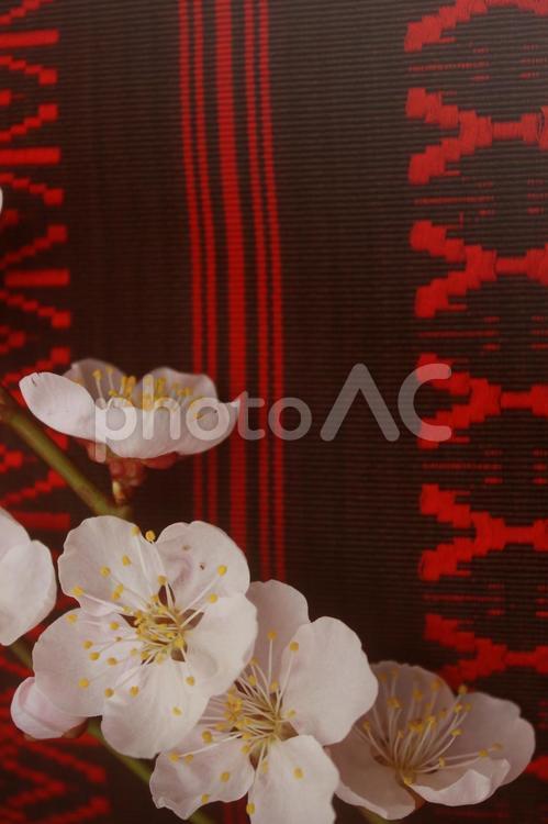 梅の花　帯　和風イメージ 梅,うめ,ウメの写真素材
