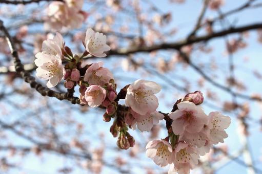 河津桜 河津桜の写真
