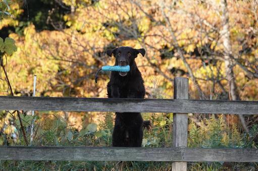 ジャンプ中もカメラ目線のままで 犬,大型犬,レトリーバーの写真素材
