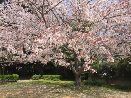 桜_05の写真