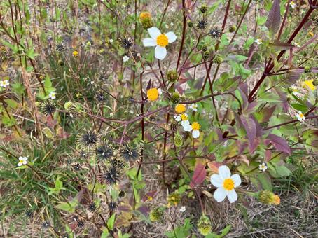 秋のコセンダングサの花 花,道端,自然の写真素材