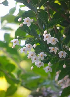 エゴの花 エゴの花 エゴの花,エゴノキ,初夏の写真素材