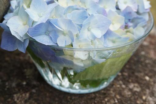 紫陽花 紫陽花の写真