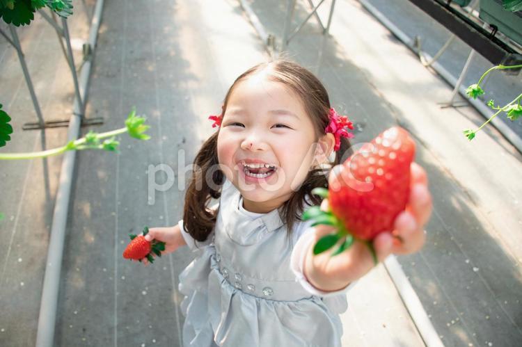 いちごを持つ子供 いちご狩り,いちご,子供の写真素材