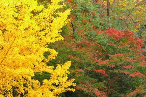 燃燒的秋天, JPG 燃燒的秋天, autumn leaves, yellow leaves, red, JPG
